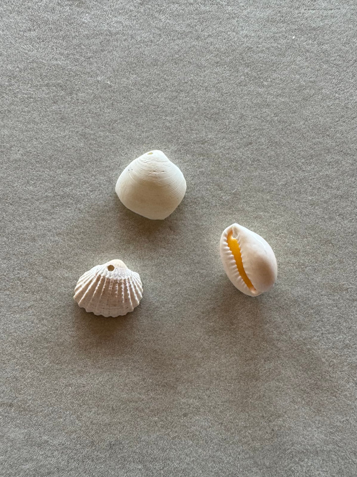 Assorted Real Shells